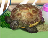 Pet turtle online jtk